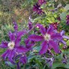 Clematite de mon jardin.Muriel Godet